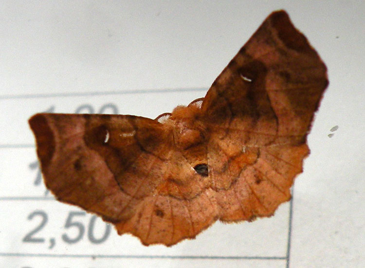 Selenia tetralunaria